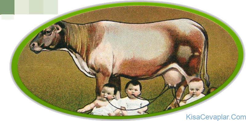 Bebeğe Devam Sütü Yerine Keçi Ve Inek Sütü Verilebilir Mi 1