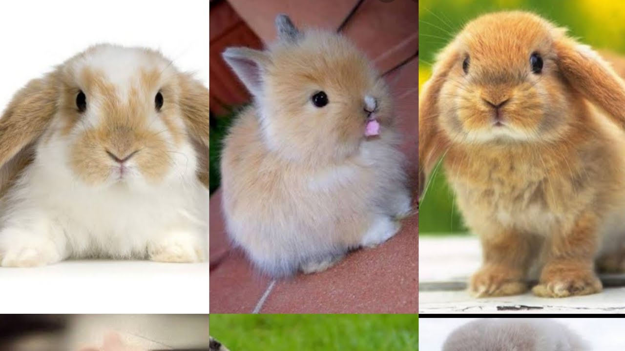 Değişik 5 tavşan cinsi.) - YouTube